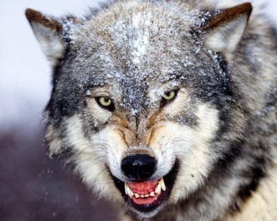 Wolf, wildlife invades our life