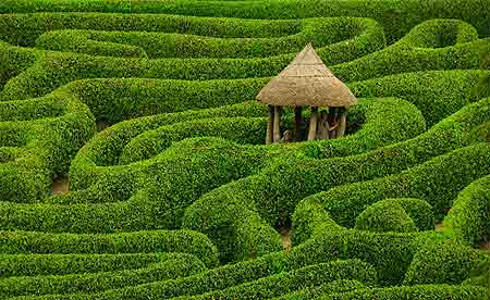 Maze of life